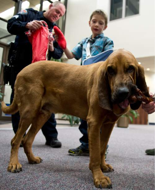 Lennie Mahler  |  The Salt Lake Tribune
West Valley Police K9 bloodhound, Copper, chews on a bone in front of Kollin Bailey, 6, and Sgt. Shane Matheson during a press conference at West Valley City Hall on Saturday, Dec. 6, 2014. Copper led Matheson to a manhole where Kollin had fallen, broken his arm and was stuck Friday.