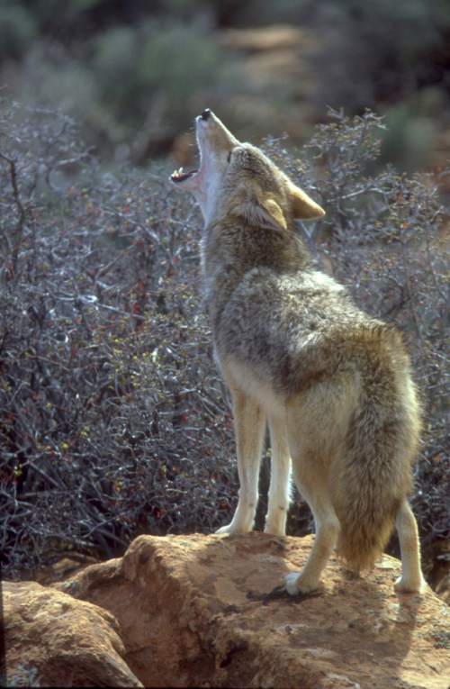 Utah officials are still grappling with a new bounty system on coyotes. Lynn Chamberlain Division of Wildlife Resources photos.