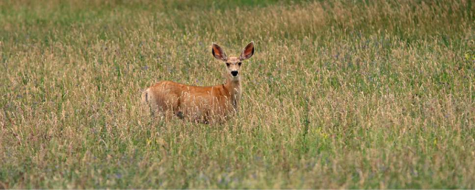 Steve Griffin | The Salt Lake Tribune


A mule deer looks up while grazing in a field near Tabiona, Utah Monday July 30, 2012.