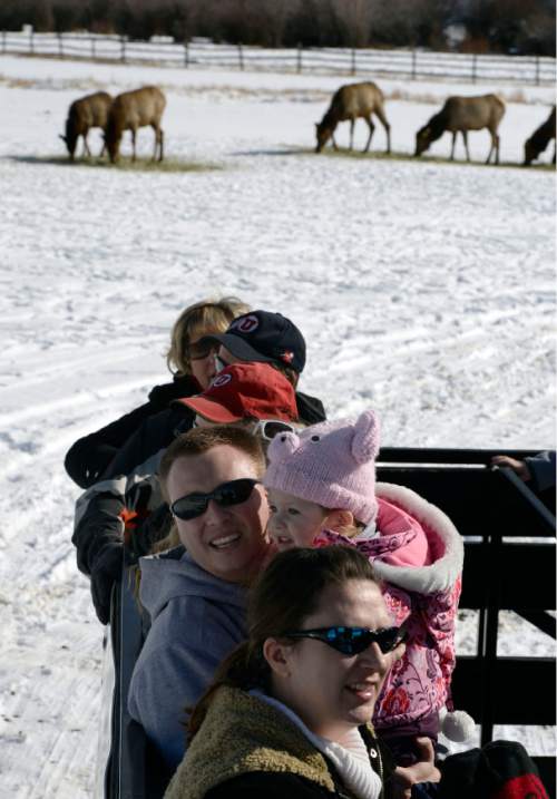 Francisco Kjolseth  |  The Salt Lake Tribune
James Larsen holds his daughter Maya, 2, alongside his wife Rachel as the family from Magna experience the elk up close with extended family at Hardware Ranch Wildlife Management Area in Blacksmith Fork Canyon. 

The ranch opens Dec. 12 with the annual Rocky Mountain Elk Festival being  held Dec. 13. The ranch will offer sleigh rides through mid-March.