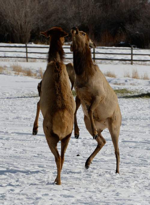 Francisco Kjolseth  |  The Salt Lake Tribune
A pair of cow elk challenge one another in a move called boxing at Hardware Ranch Wildlife Management in Blacksmith Fork Canyon.

The ranch opens Dec. 12 with the annual Rocky Mountain Elk Festival being  held Dec. 13. The ranch will offer sleigh rides through mid-March.