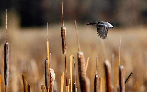 Scott Sommerdorf  |  The Salt Lake Tribune             
A Black Capped Chickadee darts among the cattails and reeds just south of Jordanelle Reservoir during the 112th annual Audubon Christmas Bird Count in 2011. Counts this year are being held across the state, beginning on Sunday.