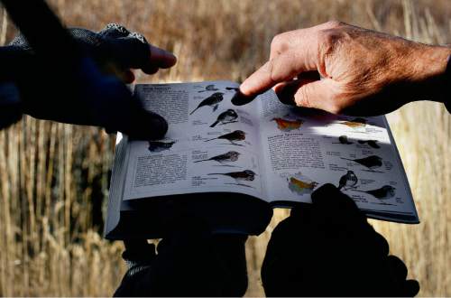 Scott Sommerdorf  |  The Salt Lake Tribune             
Duane Smith and Robert Duke look through a Sibley's Bird Guide to find the correct identification of Song Sparrow they located during the 112th annual Audubon Christmas Bird Count. Counts are being held across the state, Saturday, December 17, 2011.