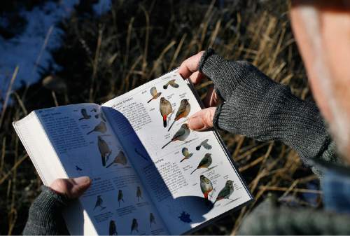 Scott Sommerdorf  |  The Salt Lake Tribune             
Duane Smith looks through his copy of Sibley's Bird Guide to identify a species of Sparrow he spotted during the 112th annual Audubon Christmas Bird Count. Counts are being held across the state, Saturday, December 17, 2011.