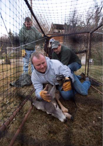Steve Griffin  |  The Salt Lake Tribune

Volunteer Tyler Cella uses his weight to subdue a mule deer doe that was caught in a trap in a neighborhood above Bountiful, Utah Friday, December 12, 2014. Fellow volunteers Sean Larsen, Lonne Rasmussen and Kurt Wood enter the trap after the deer is subdued and hobble and blindfold the animal to calm it down. The Utah Division of Wildlife Resources is trapping mule deer in Bountiful City in an effort to reduce the urban population and reduce human/wildlife conflicts. They set traps and bait them. The deer trigger the trap. The deer are collared and checked for disease before being sent to other parts of the state. These deer are headed to the Raft River Mountains in northwestern Utah.