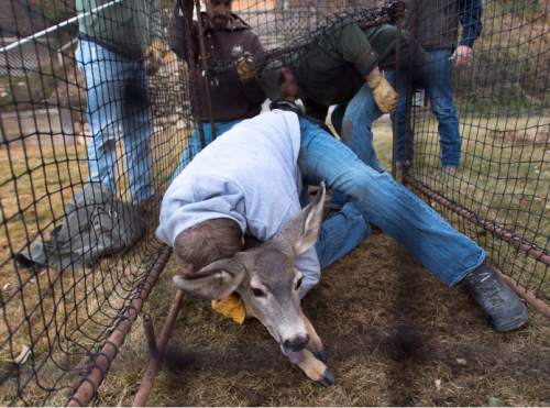 Steve Griffin  |  The Salt Lake Tribune

Volunteer Tyler Cella uses his weight to subdue a mule deer doe that was caught in a trap in a neighborhood above Bountiful, Utah Friday, December 12, 2014. Fellow volunteers Sean Larsen, Lonne Rasmussen and Kurt Wood enter the trap after the deer is subdued and hobble and blindfold the animal to calm it down. The Utah Division of Wildlife Resources is trapping mule deer in Bountiful City in an effort to reduce the urban population and reduce human/wildlife conflicts. They set traps and bait them. The deer trigger the trap. The deer are collared and checked for disease before being sent to other parts of the state. These deer are headed to the Raft River Mountains in northwestern Utah.