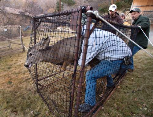 Steve Griffin  |  The Salt Lake Tribune

Volunteer Tyler Cella wrestles a mule deer doe to the ground that was caught in a trap in a neighborhood above Bountiful, Utah Friday, December 12, 2014.  The Utah Division of Wildlife Resources is trapping mule deer in Bountiful City in an effort to reduce the urban population and reduce human/wildlife conflicts. They set traps and bait them. The deer trigger the trap. The deer are collared and checked for disease before being sent to other parts of the state. These deer are headed to the Raft River Mountains in northwestern Utah.