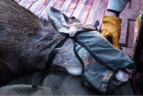 Steve Griffin  |  The Salt Lake Tribune

 A mule deer that was caught in a trap in a neighborhood above Bountiful, Utah Friday, December 12, 2014 is administered to by DWR employees. The Utah Division of Wildlife Resources is trapping mule deer in Bountiful City in an effort to reduce the urban population and reduce human/wildlife conflicts. They set traps and bait them. The deer trigger the trap. The deer are collared and checked for disease before being sent to other parts of the state. These deer are headed to the Raft River Mountains in northwestern Utah.