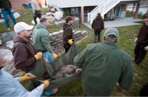 Steve Griffin  |  The Salt Lake Tribune

Volunteers and DWR employees carry  a mule deer that was caught in a trap in a neighborhood above Bountiful, Utah Friday, December 12, 2014.  The Utah Division of Wildlife Resources is trapping mule deer in Bountiful City in an effort to reduce the urban population and reduce human/wildlife conflicts. They set traps and bait them. The deer trigger the trap. The deer are collared and checked for disease before being sent to other parts of the state. These deer are headed to the Raft River Mountains in northwestern Utah.