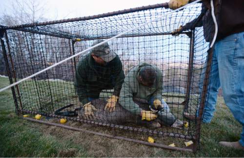 Steve Griffin  |  The Salt Lake Tribune

Volunteers Kurt Wood and Sean Larsen subdue a mule deer that was caught in a trap in a neighborhood above Bountiful, Utah Friday, December 12, 2014.  The Utah Division of Wildlife Resources is trapping mule deer in Bountiful City in an effort to reduce the urban population and reduce human/wildlife conflicts. They set traps and bait them. The deer trigger the trap. The deer are collared and checked for disease before being sent to other parts of the state. These deer are headed to the Raft River Mountains in northwestern Utah.