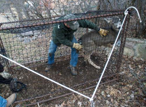 Steve Griffin  |  The Salt Lake Tribune

Volunteer Kurt Wood  pushes a mule deer into the front of the trap so he can subdue it as fellow volunteers Sean Larsen, Lonne Rasmussen and Tyler Cella prepare to enter the trap in a neighborhood above Bountiful, Utah Friday, December 12, 2014.  The Utah Division of Wildlife Resources is trapping mule deer in Bountiful City in an effort to reduce the urban population and reduce human/wildlife conflicts. They set traps and bait them. The deer trigger the trap. The deer are collared and checked for disease before being sent to other parts of the state. These deer are headed to the Raft River Mountains in northwestern Utah.