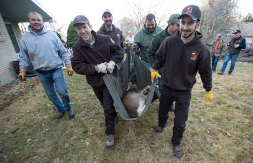 Steve Griffin  |  The Salt Lake Tribune

Volunteers and DWR employees carry  a mule deer that was caught in a trap in a neighborhood above Bountiful, Utah Friday, December 12, 2014.  The Utah Division of Wildlife Resources is trapping mule deer in Bountiful City in an effort to reduce the urban population and reduce human/wildlife conflicts. They set traps and bait them. The deer trigger the trap. The deer are collared and checked for disease before being sent to other parts of the state. These deer are headed to the Raft River Mountains in northwestern Utah.