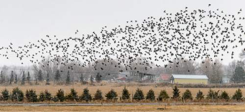Trent Nelson  |  The Salt Lake Tribune
A flock of birds takes flight near Heber City, Saturday December 13, 2014.