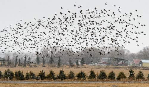 Trent Nelson  |  The Salt Lake Tribune
A flock of birds takes flight near Heber City, Saturday December 13, 2014.