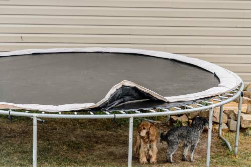 Trent Nelson  |  The Salt Lake Tribune
A pair of dogs finds shelter from the rain under a backyard trampoline near Heber City, Saturday December 13, 2014.