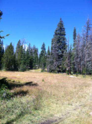 Nate Carlisle  |  The Salt Lake Tribune

A meadow, as seen on Sept. 1, 2014, sits 1.89 miles from the trail head on the way to Cuberant Lake.