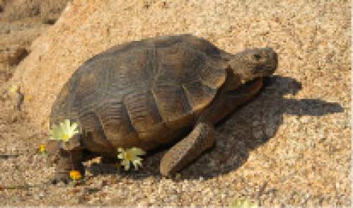 Courtesy of Cameron Rognan, a wildlife biologist involved in the research.
Desert tortoises in southern Utah are suffering from a disease currently being studied by researchers.