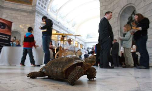Trent Nelson  |  The Salt Lake Tribune
Trucker, a desert tortoise from the Hogle Zoo, crawls in the rotunda at the Utah state capitol building Tuesday, February 1, 2011. Various museums had demonstration booths in the rotunda.