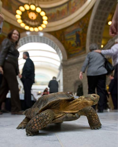 Al Hartmann  |  The Salt Lake Tribune  2/2/2010
Folks do a double take Tuesday as "Trucker", a Desert Tortoise, takes a saunter around the capitol rotunda during the legislative session on Tuesday February 2nd. He's been with the Hogle Zoo as an education animal for 25 years. It was actually Utah Museum Day at the capitol with museum's and zoos from around the state showing what they're all about to legislators and the public.