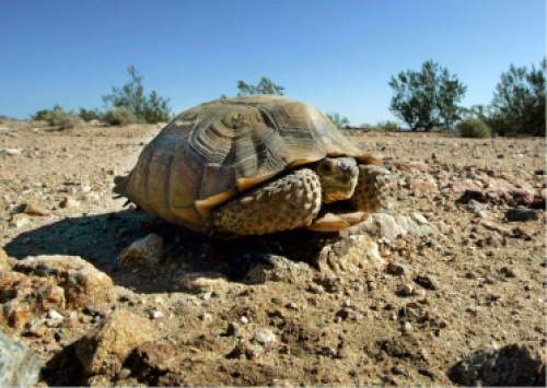 File-This Sept.3, 2008 file photo shows an endangered desert tortoise, which didn't move when a vehicle approached, sitting in the middle of a road in the proposed location of three BrightSource Energy solar-energy generation complexes in the eastern Mojave Desert several miles from an old mining and railroad townsite called Ivanpah, Calif.  The Oakland, Calif.-based BrightSource Energy has been pushing for more than two years for permission to erect 400,000 mirrors on the site to gather the sun's energy. It could become the first project of its kind on U.S. Bureau of Land Management property, leaving a footprint for others to follow on vast stretches of public land across the West. (AP Photo/Reed Saxon,File)