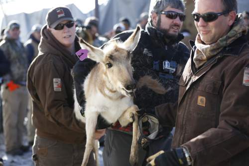 Michael Christensen  |  Utah Division of Wildlife Resources

Division of Wildlife Resources employees and a volunteer (Salt Lake Tribune reporter Brett Prettyman) prepare to load a young pronghorn captured on Parker Mountain in southern Utah in a horse trailer for transport to another part of the state as an effort to augment other populations. The animals received ear tags for identification purposes.