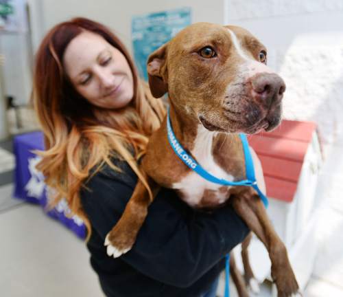 Steve Griffin  |  The Salt Lake Tribune


Lexi Stringfellow, behavior coordinator at the Humane Society of Utah, holds Shylo, a six-year-old pit bull, who is available for adoption, at the Murray, Utah facility Tuesday, December 30, 2014.  A new state law takes effect on New Year's Day to stop cities from banning specific dog breeds.