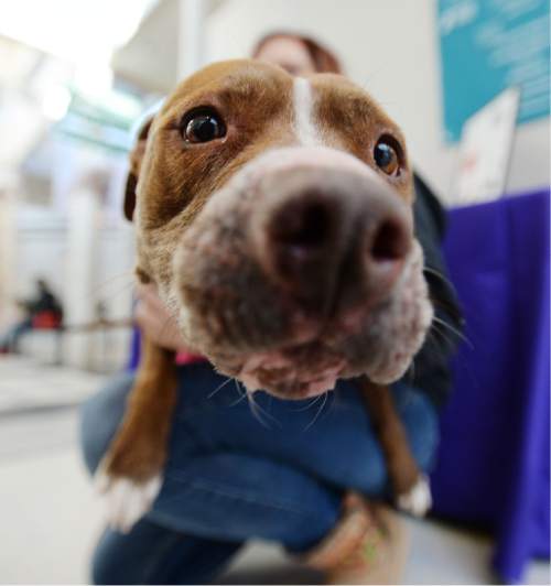 Steve Griffin  |  The Salt Lake Tribune


Shylo, a six-year-old pit bull, who is available for adoption, sniffs the camera at the Humane Society of Utah in Murray, Utah Tuesday, December 30, 2014.  A new state law takes effect on New Year's Day to stop cities from banning specific dog breeds.