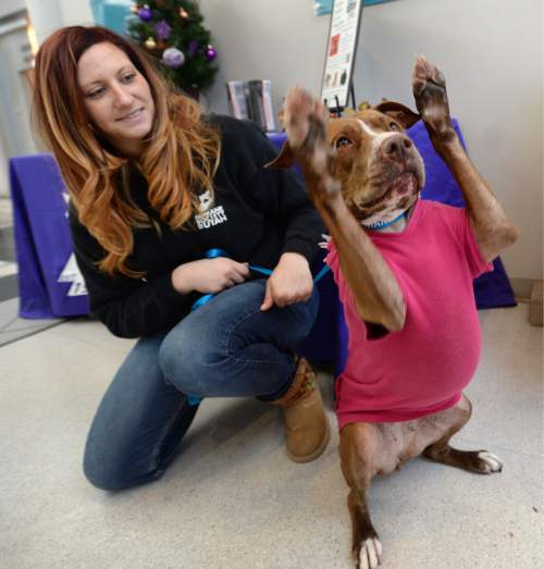 Steve Griffin  |  The Salt Lake Tribune


Lexi Stringfellow, behavior coordinator at the Humane Society of Utah, holds Shylo, a six-year-old pit bull, who is available for adoption, as she stretches for a treat, at the Murray, Utah facility Tuesday, December 30, 2014.  A new state law takes effect on New Year's Day to stop cities from banning specific dog breeds.