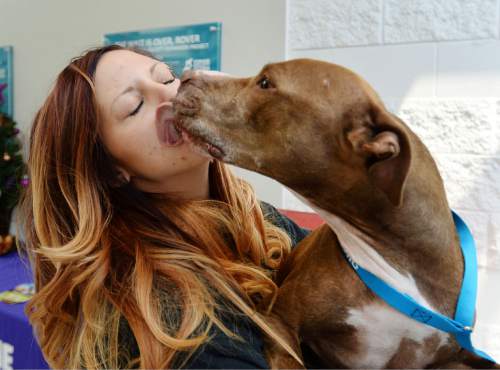 Steve Griffin  |  The Salt Lake Tribune


Shylo, a six-year-old pit bull, who is available for adoption, steals a kiss from Lexi Stringfellow, behavior coordinator at the Humane Society of Utah, in Murray, Utah Tuesday, December 30, 2014.  A new state law takes effect on New Year's Day to stop cities from banning specific dog breeds.