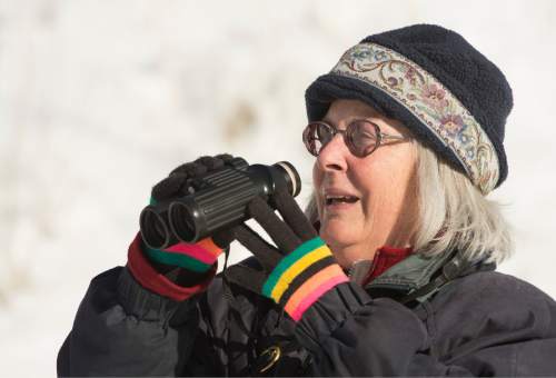 Rick Egan  |  The Salt Lake Tribune

Local bird watcher, Jeanne De Ber counts birds for the national Audubon Society during the Jordan River Bird Count, in Sandy, Thursday, January 1, 2015