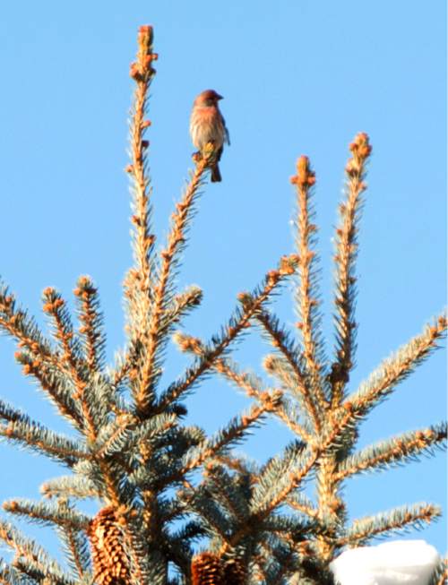 Rick Egan  |  The Salt Lake Tribune

A House Finch is spotted in a tree in Draper, during the Jordan River Bird Count, in Sandy, Thursday, January 1, 2015