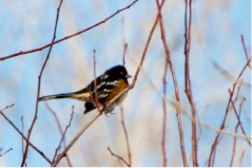 Rick Egan  |  The Salt Lake Tribune

A Spotted Towhee in a tree in Sandy, during the Jordan River Bird Count, in Sandy, Thursday, January 1, 2015