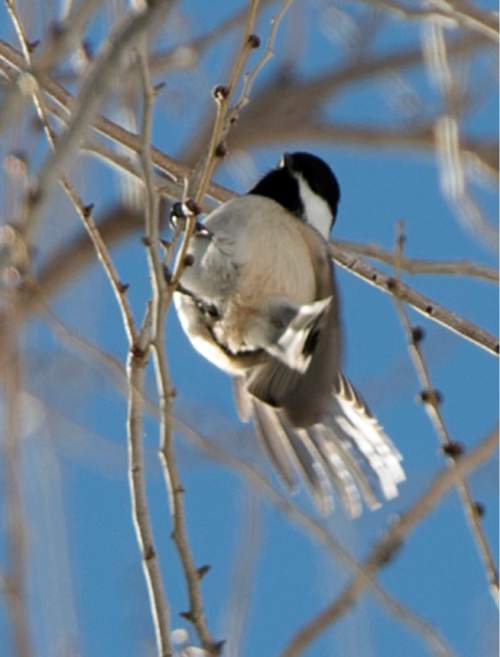 Rick Egan  |  The Salt Lake Tribune

A Black-capped Chickadee in a tree in Sandy, during the Jordan River Bird Count, in Sandy, Thursday, January 1, 2015