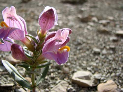 | Courtesy
Environmental groups plan to sue the U.S. Fish and Wildlife Service over its recent decision to not list Graham's beardtongue, a rare desert flower that grows only near Uinta Basin's oil shale outcrops. Utah officials and the feds say a conservation agreement will ensure the plant's survival if the area's oil shale is strip-mined. Photo by Kevin McGown, U.S. Forest Service.