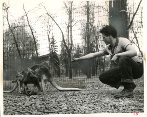 Tribune file photo

Caretaker Alan Kesler tends to kangaroos at Liberty Park in this photo dated March 26, 1951.