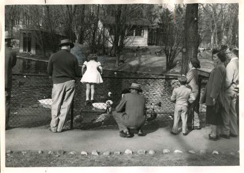 Tribune file photo

Visitors look at swans and ducks at Tracy Aviary in this photo dated March 26, 1951.