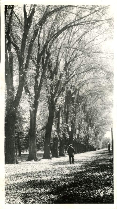 Tribune file photo

The caption on the back of this 1939 photo says, "A thick blanket of yellow and gold covers the ground in Liberty park, while trees stretch bare arms in the autumn sky. The scene was caught by a Telegram photographer."