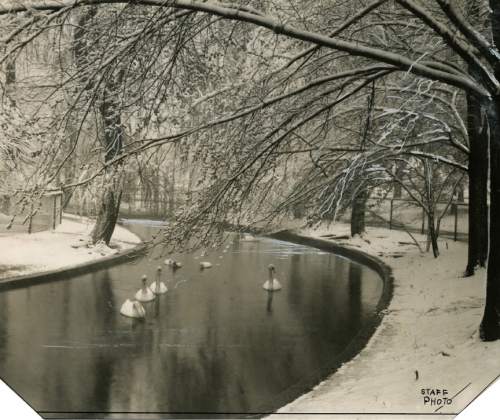 Tribune file photo

This undated photo shows swans at Liberty Park.