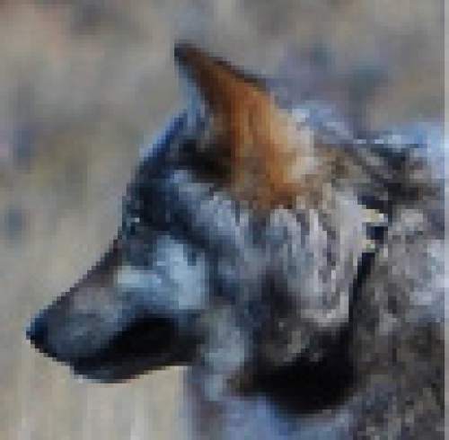 Courtesy of  Arizona Game and Fish Department
A wolf was seen near the north rim of the Grand Canyon  in October.