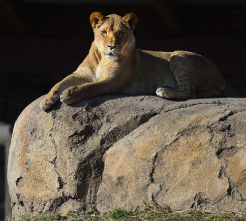Steve Griffin  |  The Salt Lake Tribune

One of two new female lions at Utah's Hogle Zoo basks in the morning sun on a favorite rock in the African Savanna exhibit in Salt Lake City, Thursday, January 8, 2015.  The zoo is hosting Cats and Cocoa this Saturday, offering free hot chocolate and a presentation on cat training.