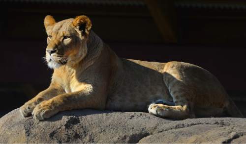 Steve Griffin  |  The Salt Lake Tribune

One of the two female lionsat Utah's Hogle Zoo basks in the morning sun on a favorite rock in the African Savanna exhibit in Salt Lake City, Thursday, January 8, 2015. The zoo is hosting Cats and Cocoa this Saturday, offering free hot chocolate and a presentation on cat training.