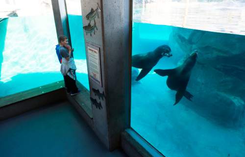 Steve Griffin  |  The Salt Lake Tribune

Sea lions play in their enclosure at Rocky Shores in Utah's Hogle Zoo in Salt Lake City, Thursday, January 8, 2015.  Last year, the zoo had its second highest number of visitors ever.