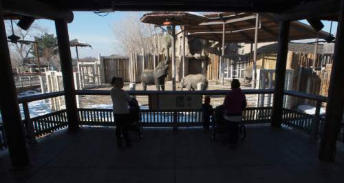 Steve Griffin  |  The Salt Lake Tribune

Elephants stretch to get their food at Utah's Hogle Zoo in Salt Lake City, Thursday, January 8, 2015.  Last year, the zoohad its second highest number of visitors ever.