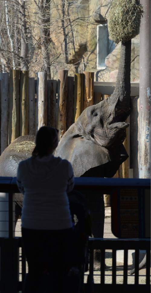 Steve Griffin  |  The Salt Lake Tribune
The elephants stretch to get their food at Utah's Hogle Zoo in Salt Lake City in January. Last year, the zoohad its second highest number of visitors ever.