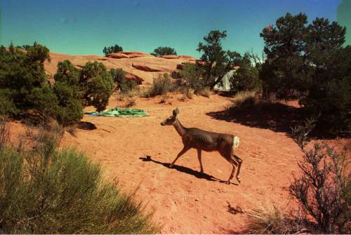 Tim Kelly  |  The Salt Lake Tribune

A mule deer doe tiptoes through a campsite at the Devil's Garden campground in Arches National Park in this undated photo.