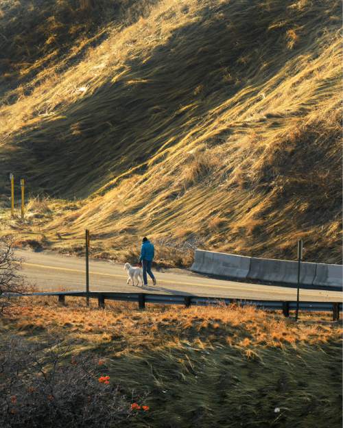 Steve Griffin  |  The Salt Lake Tribune


The grasses in City Creek Canyon catch the evening sun as it shines through the valley haze in Salt Lake City, Tuesday, January 13, 2015.