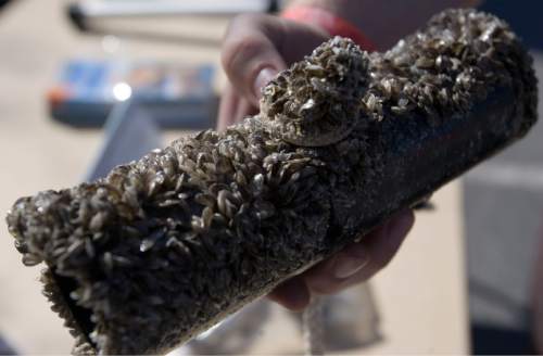 (Tribune file photo) Evan Freeman, an aquatic invasive species biologist with the Division of Wildlife Resources holds a pipe incased by Quagga Mussels Saturday, May 17, 2008.