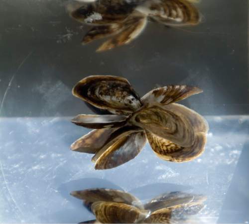 (Tribune file photo) An example of Quagga Mussels sits on a Division of Wildlife Resources table for the public to see at Jordanelle State Park Saturday, May 17, 2008.