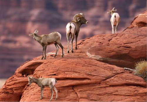 Steve Griffin  |  Tribune file photo
A group of Desert bighorn sheep stands on slickrock near Moab in 2005. The Utah Division of Wildlife Resources is holding a free bighorn sheep viewing event Dec. 6, starting at 8 a.m. in Green River.
