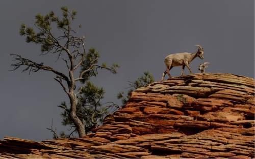 Franciso Kjolseth  |  Tribune File Photo
A group of desert bighorn sheep near the Checkerboard Mesa in Zion National Park hang out near the road. The Utah Division of Wildlife Resources is holding a free bighorn sheep viewing event Dec. 6, 2014, starting at 8 a.m. in Green River.